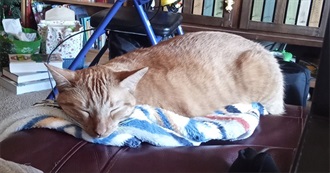 Gav&#39;s Movies and Shows