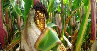 How American Is Your Taste?