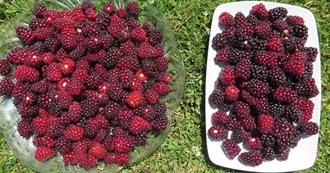 Wanna Try Foods Starting With B