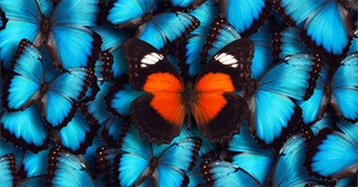 Unique Films to Love