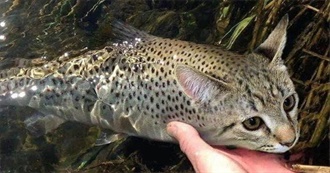 Lucas&#39;s Top 100 Albums