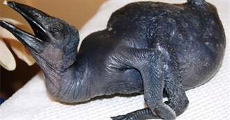 Rayrabies&#39; 101 Movies List