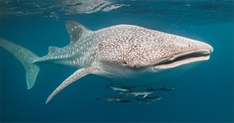 Ft-Willzz&#39;s 70 Favourite Artists