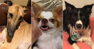 15 Dogs Who Bond With One Human and Ignore the Rest