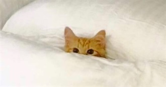 Eli&#39;s 100 Fave Movies