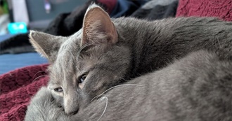 Mordred&#39;s Must See Movies