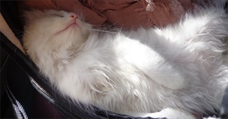 Books for Cat Lovers