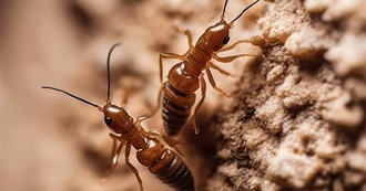 Termishield Pest Control