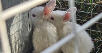 Ray Wispstalk&#39;s Most Loved Albums