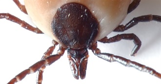 40 Great Films From the Last Five Years (2019-23): Starting W/ Parasite