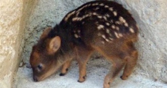 Bela&#39;s Favourite Musicians