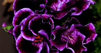 Favorite Flowers According to Me