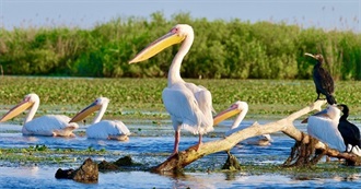 Neighbours of Former Austria - Hungary