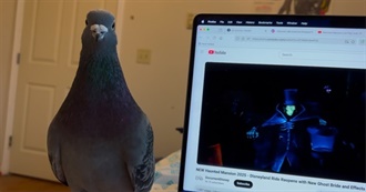 Rose of Pollux&#39;s Top 100 Movies