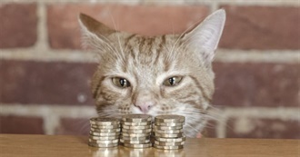 Ladycalico&#39;s Q1 of 2024