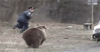 Top 10 Most Dangerous Animals to Stay Away From (+Bonus)