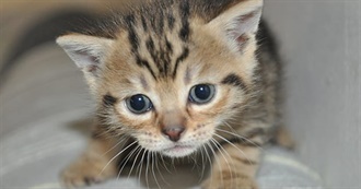 Viddy Games the Wizard Likes