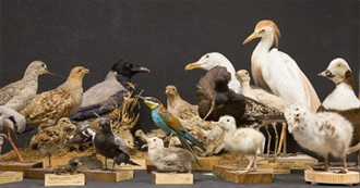 Nature in Novels: The Art of Taxidermy