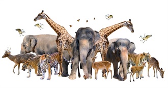 Animals I&#39;ve Interacted With