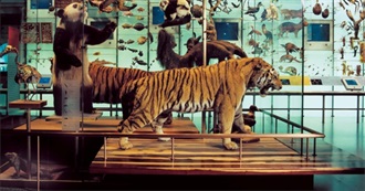 Locations in Literature: The Art of Taxidermy