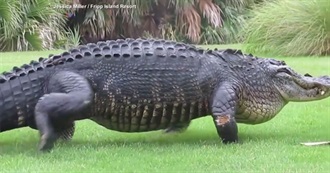 Alligator, Anaconda, or Crocodile???