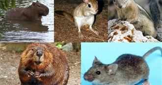 Movies With Rodent Protagonists