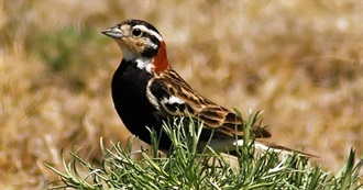 Montana&#39;s Special Birds