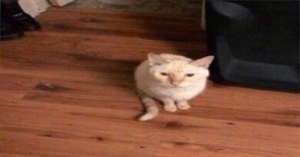 Bright&#39;s Very Very Good Taste in Movies