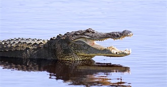 Top 20 Reasons to Visit Georgia