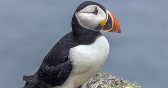 Small Travel Year 2025