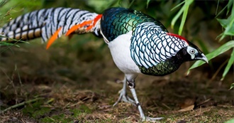 Pheasants Kept in Captivity