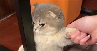 Opelemmescootpastya&#39;s 100 Movies