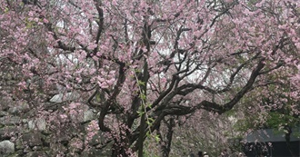 More Japan 2024 Exoperiences