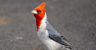 Hawaii&#39;s Introduced Birds