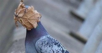 Kaesy&#39;s DVD Collection