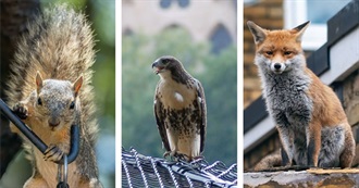 Animals in the Cities Book