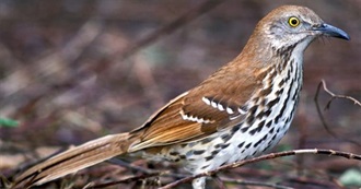 Georgia&#39;s Special Birds