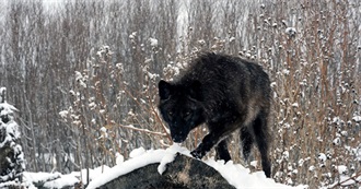 Gvlnarok&#39;s 99 Favourite Black Metal Albums