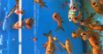 Maddie&#39;s Top However Many Favorite Albums