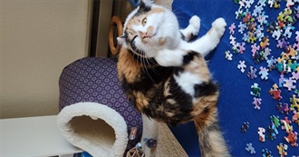 100 Movies Del Likes Lots