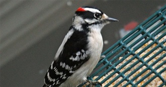Woodpeckers of North America