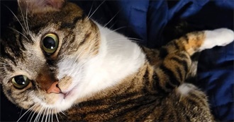 Astaroth&#39;s Top 50 Movies