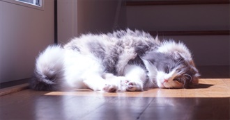 Ellie Cohendykes Movie Game