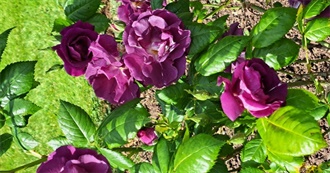 May Reads for Revolverbunny