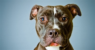 Chance&#39;s 100 Favorite Dog Breeds