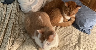 Pan&#39;s Top 60 Songs That Aren&#39;t Hozier