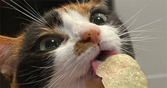 Dino&#39;s Favorite Books