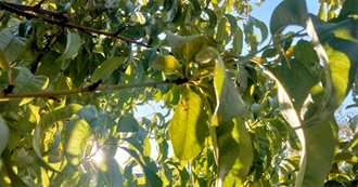 Hannah Likes These Films a Normal Amount