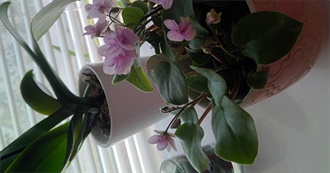 Susan&#39;s Christmas Fiction