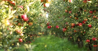 Food You Can Produce Yourself 2